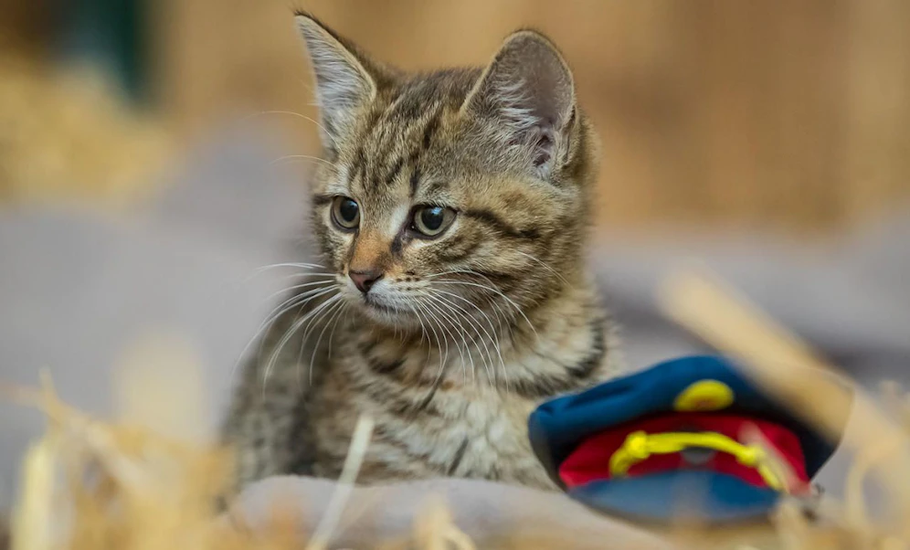 Polizei-Kater "Mietze-Leutnant" blickt in eine ungewisse Zukunft.