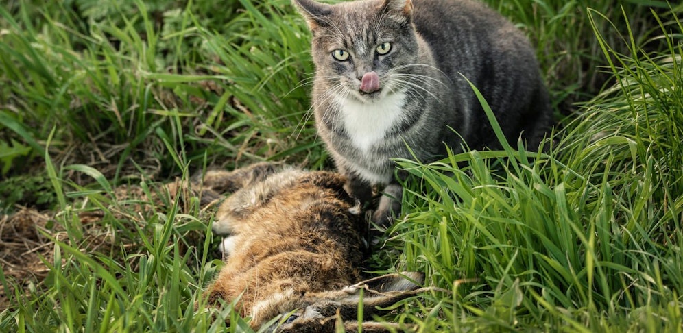Der tote Hase war wohl ein Köder für Haus- und Wildtiere.