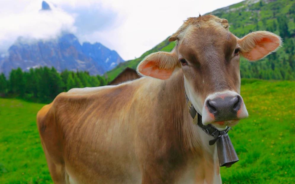 Laut dem Anrainer sind Kuhglocken nicht nur laut, sondern auch Tierquälerei. (Symbolbild)