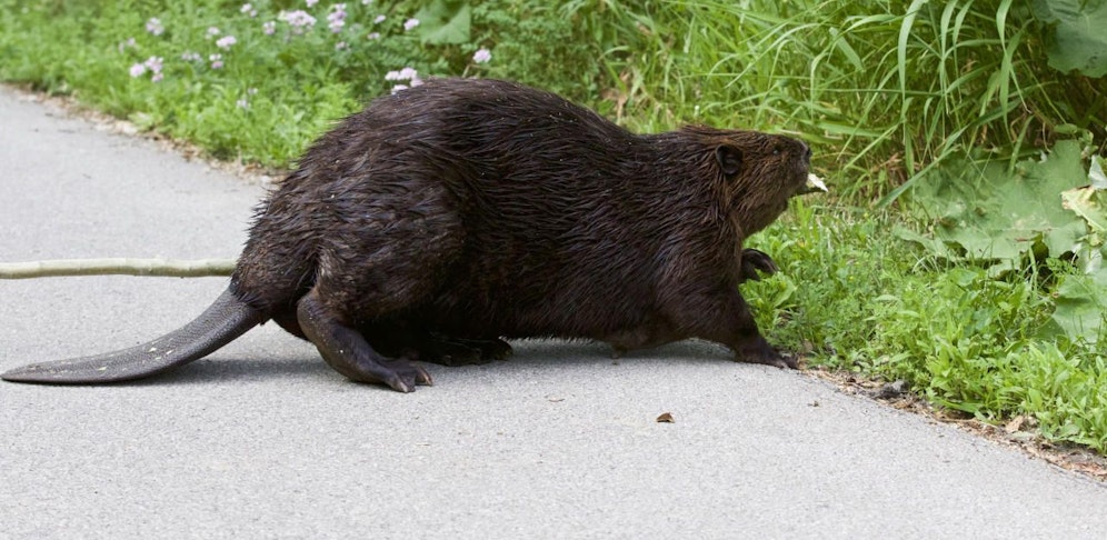 Ein Biber namens Justin sorgte in Vöcklabruck für einen Polizeieinsatz.