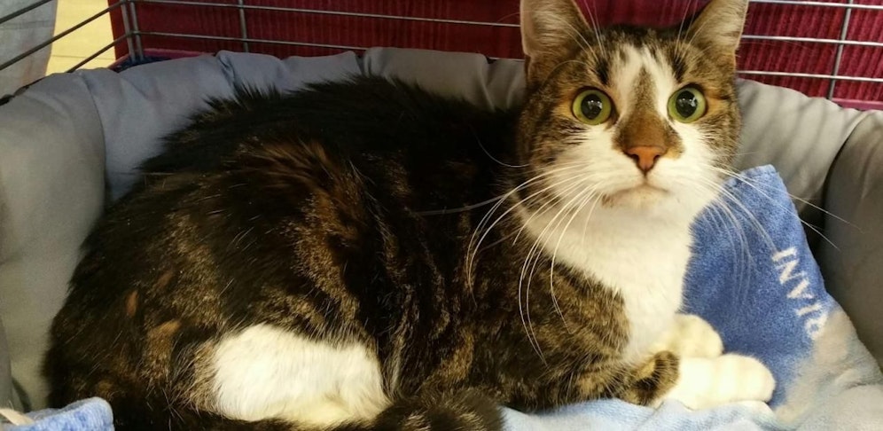 Katze Babsi ist jetzt im Tierheim.