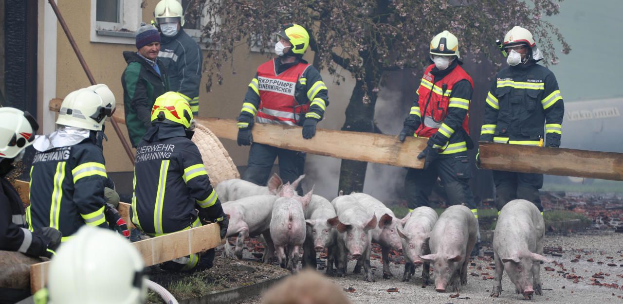 Heute.at - Über 100 Schweine bei Bauernhof-Brand verendet