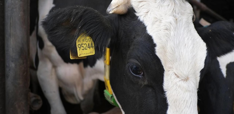Der 84-Jährige wurde von einem verletzten Rind attackiert.