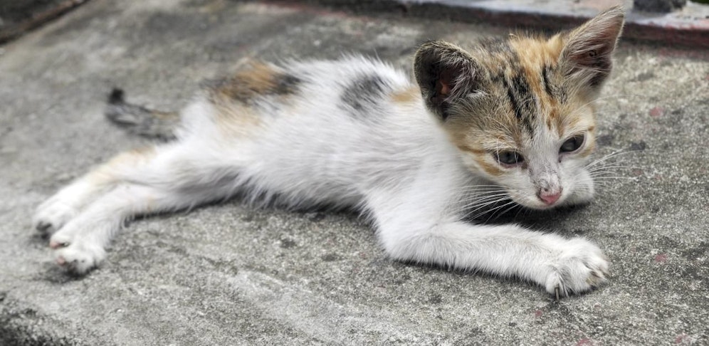 Eine magere junge Katze (Symbolbild).