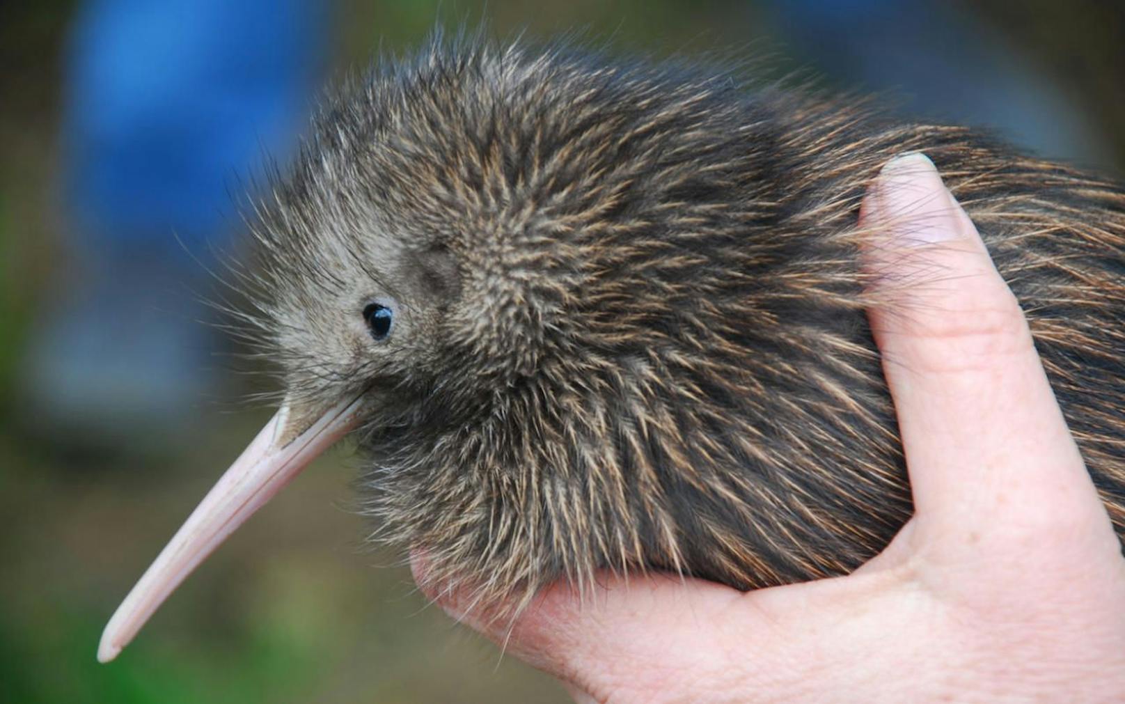 Der Kiwi, das Wappentier Neuseelands.