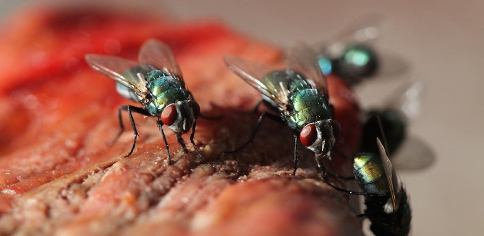 Ungesund: Fliegen übertragen ekelhafte (und teilweise gefährliche) Bakterien.