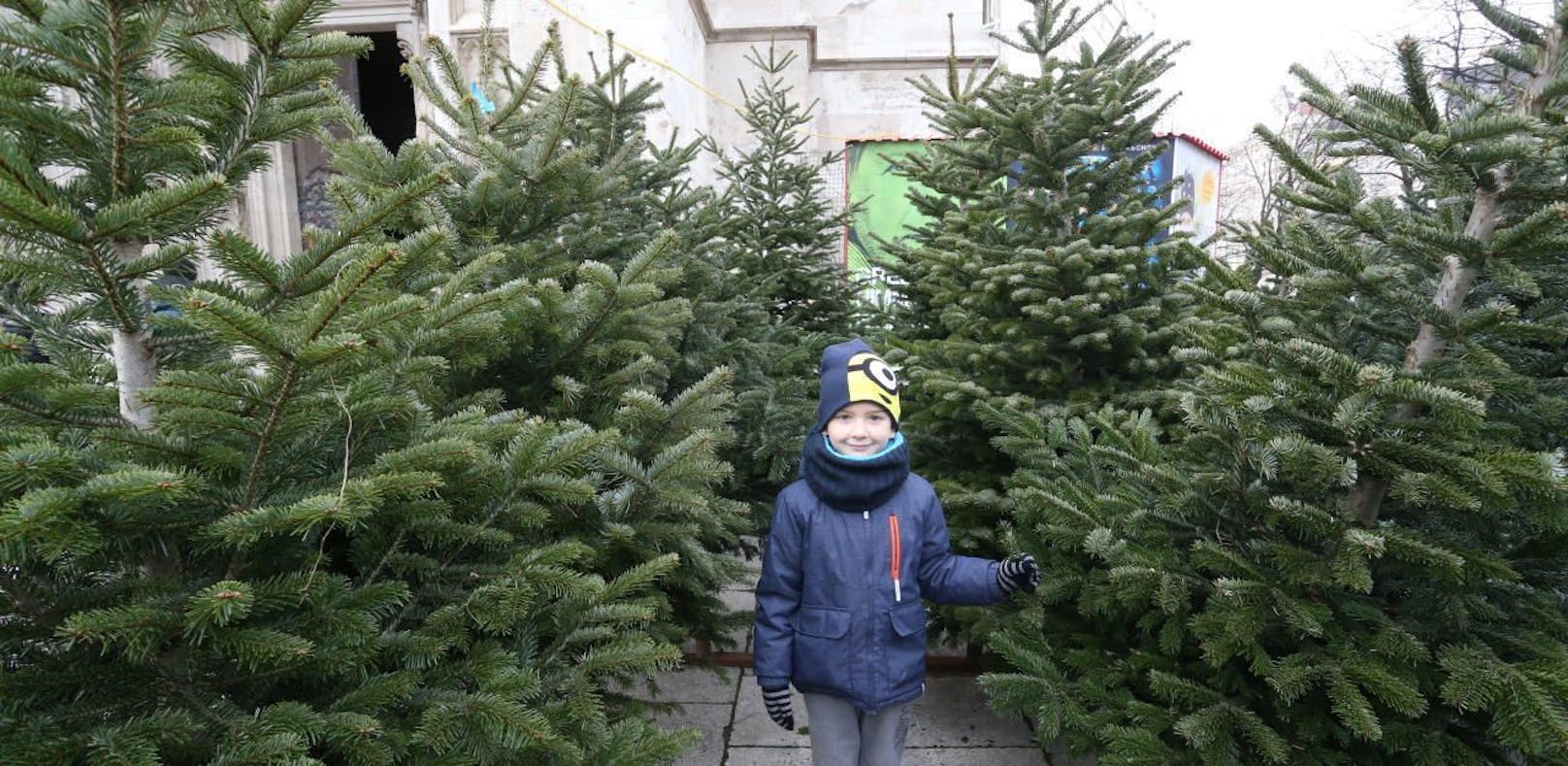 Der kleine Henri (5) bei seinem ersten Christbaumkauf. Ab sofort kann man an 290 Verkaufsstellen in Wien Weihnachtsbäume erwerben. 