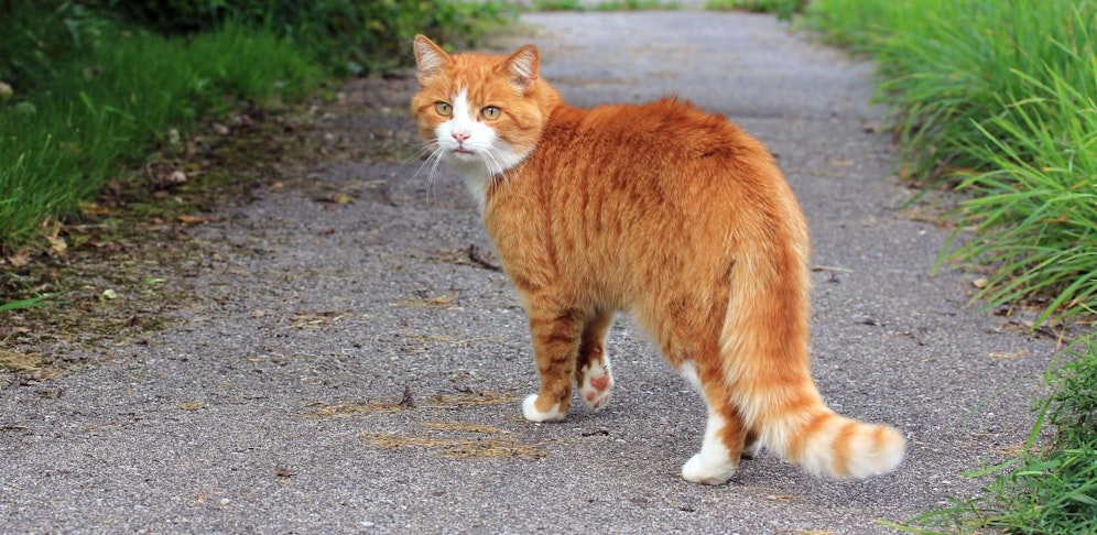 Symbolbild einer Katze.