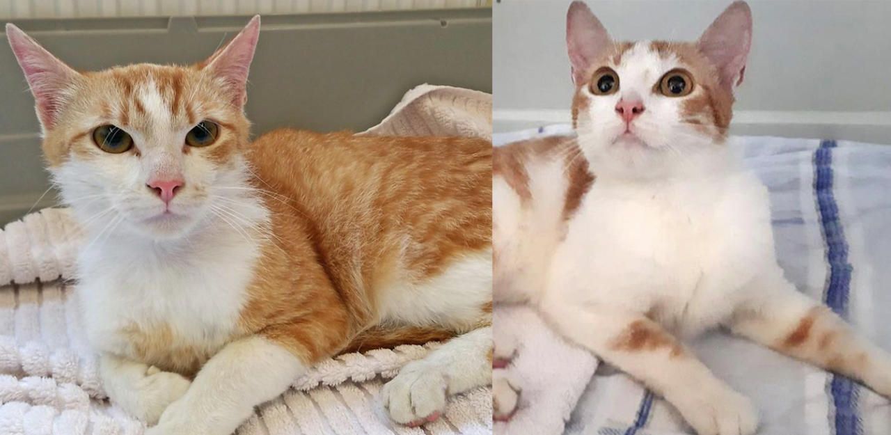 Heute.at - 'Zum Mitnehmen': Katzen-Paar in Box ausgesetzt