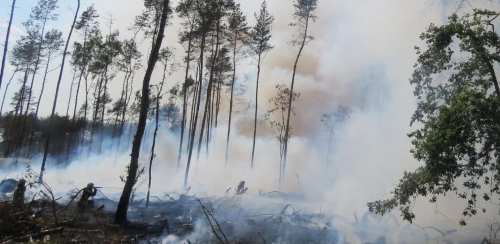 Ein 40-jähriger Mann löste beim Versuch, Unkraut zu bekämpfen einen Waldbrand aus. Foto: Polizeidirektion Sachsen-Anhalt-Nord