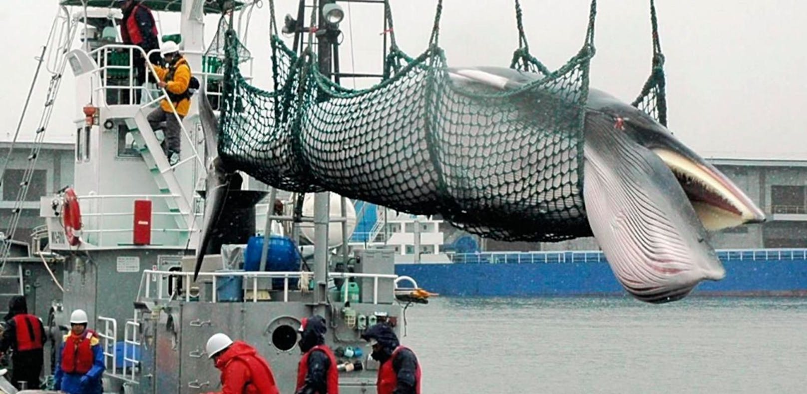 
Japan will zum kommerziellen Walfang zurückkehren: Getöteter Wal wird auf ein Schiff verladen. 
