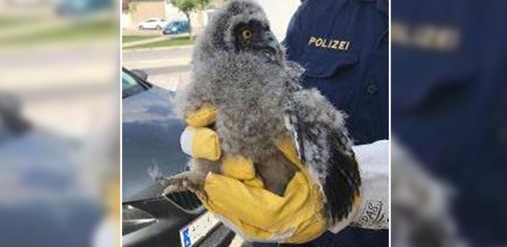 Die junge Waldeule wurde gerettet.