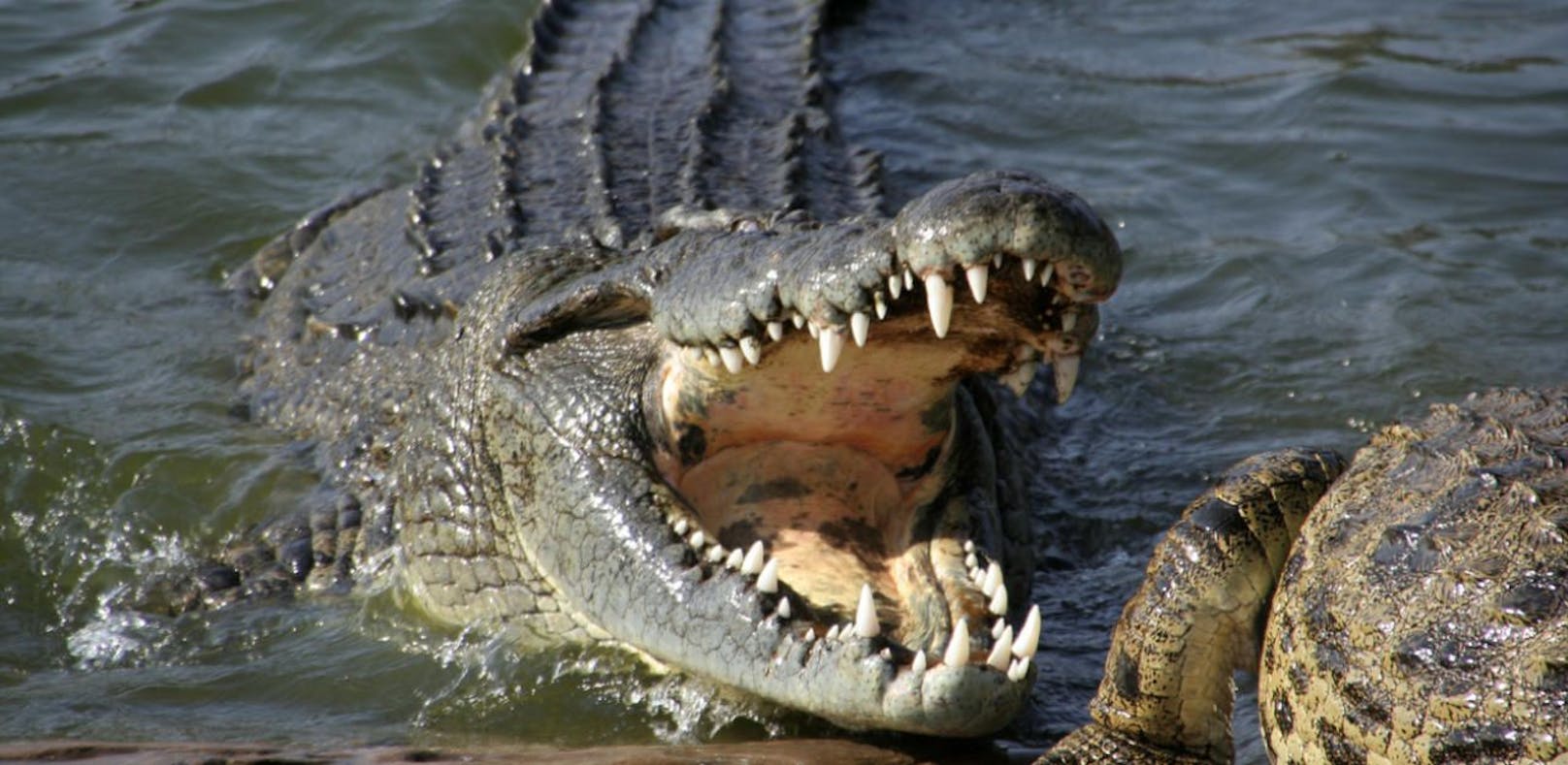 Der Bub wurde von einem Krokodil angegriffen und getötet