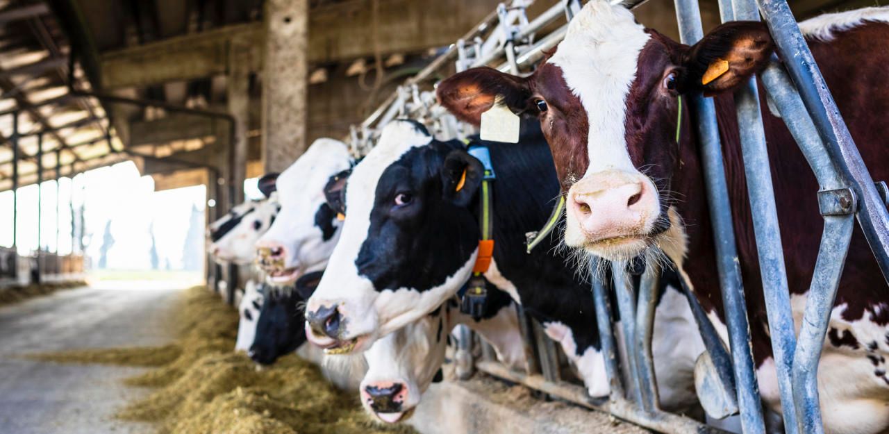 Der 14-Jährige wurde wegen des Verdachts der Tierquälerei festgenommen. (Symbolbild)