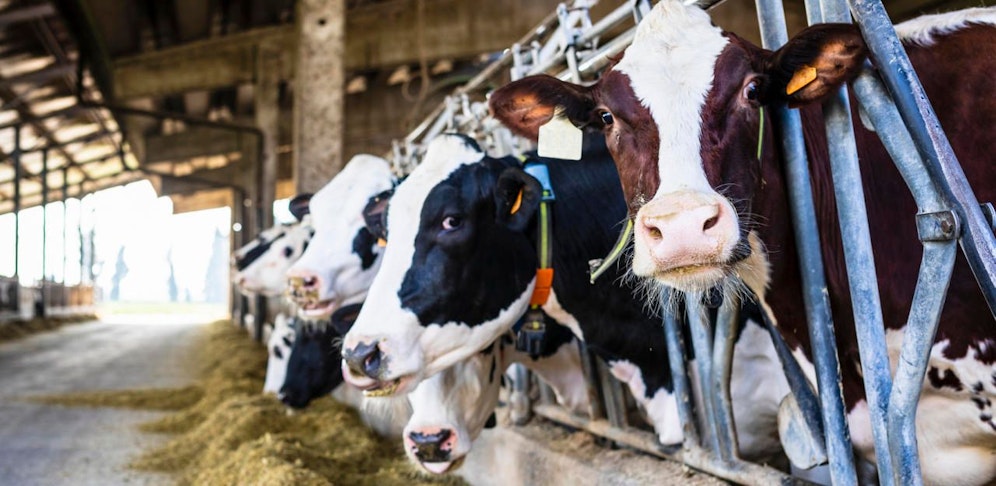 Kühe in einem Stall. Symbolfoto.