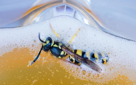 Eine Wespe versucht sich aus dem Bierschaum zu kämpfen.