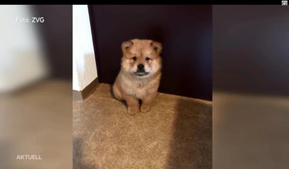 Der Chow-Chow-Welpe musste wegen fehlender Tollwut-Impfung eingeschläfert werden.