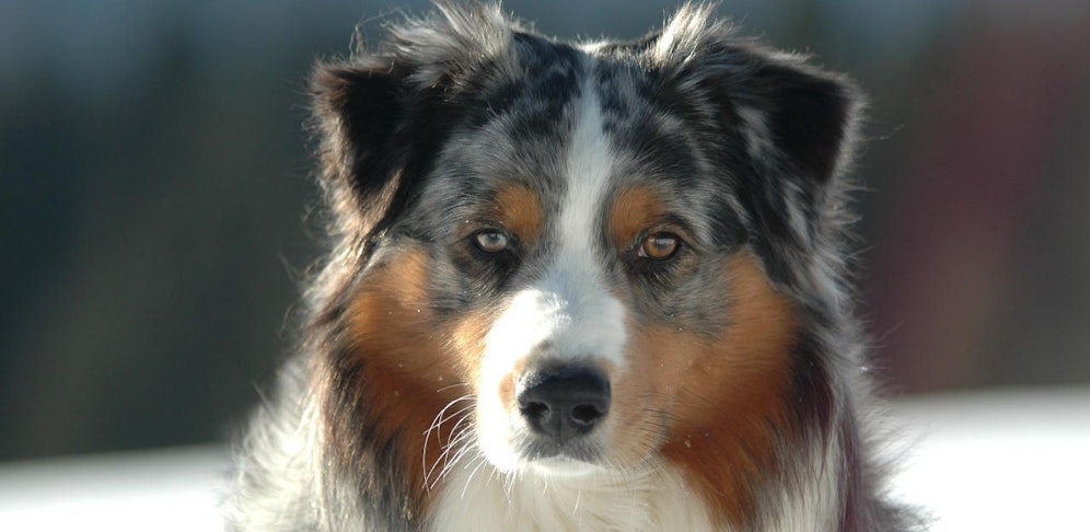 Drama um Australian Shepherd im Bezirk Bruck: Vierbeiner überlebte knapp.