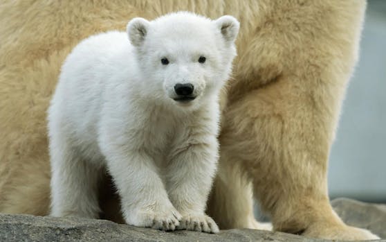 Ab 3. April ist der Bildband über das Eisbärchenmädchen "Finja" erhältlich.
