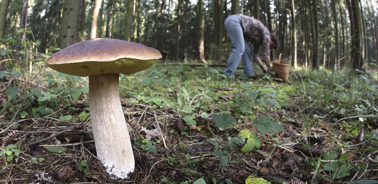 Ein 72-Jähriger ist beim Pilzesuchen in Klösterle (V) tödlich verunglückt. (Symbolbild)