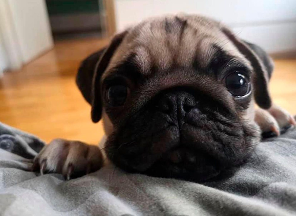 Der kleine "Coffee" wurde entführt. Die Mädchen hoffen, dass er wieder auftaucht.