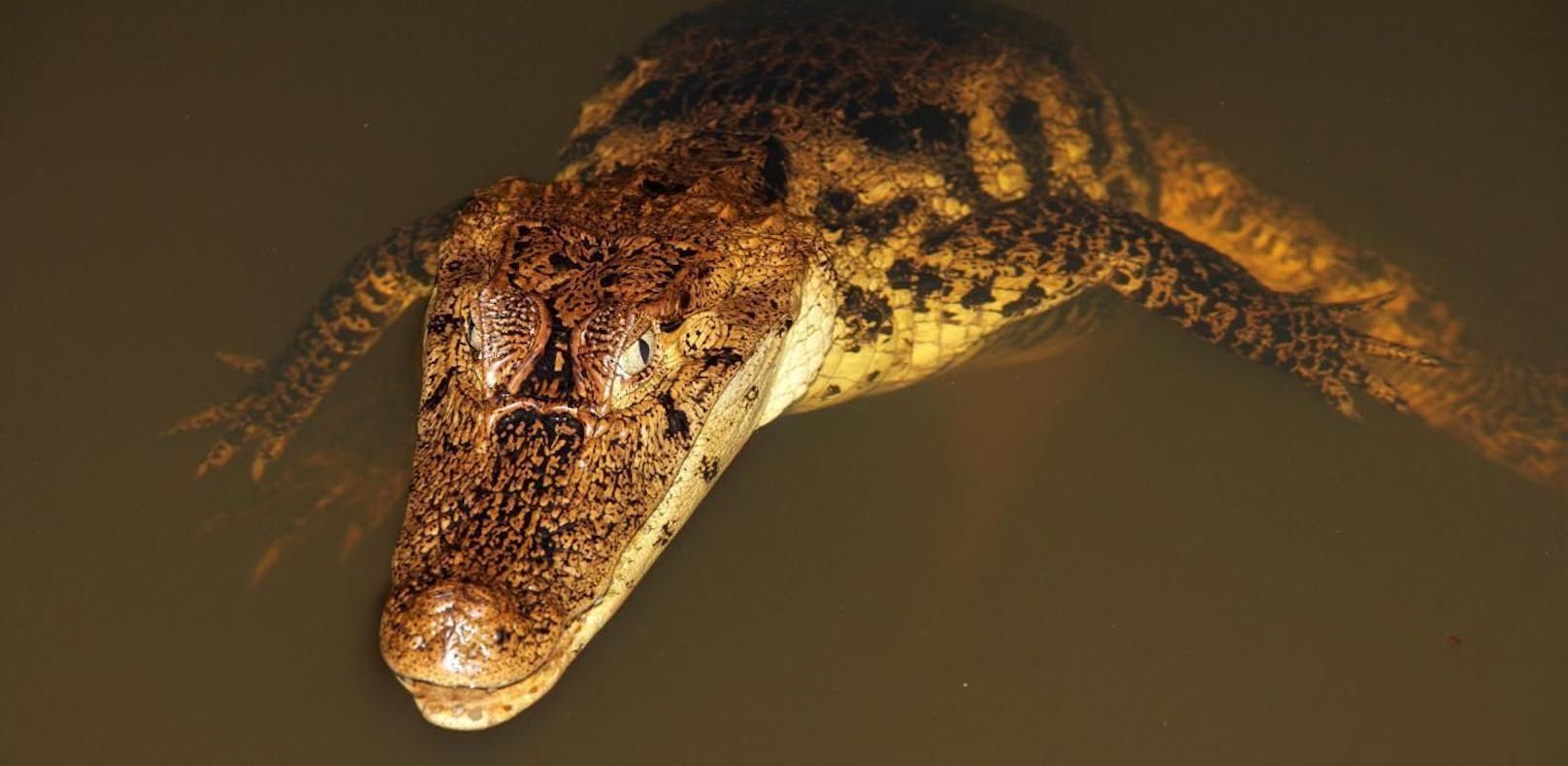 Ein Brillenkaiman (Caiman crocodilus) in einem kleinen See bei Boca Tabada, Costa Rica. Symbolfoto