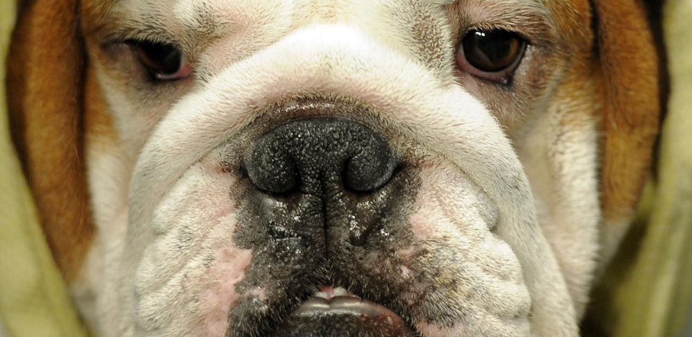 Mittwochabend wurde eine 40-jährige Klagenfurterin in der Nähe ihres Wohnhauses von einer - vermutlich - Bulldogge schwer verletzt (Symbolfoto).