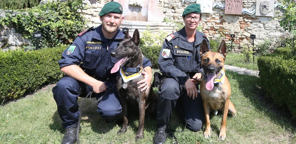Links: Hancock (5 Jahre alt), Holländischer Schäferhund, Steirer, überführte den "Seekiller" und bewacht Samstag Putin. Daheim spielt er mit zwei Kindern (5, 3) und Herrl Bernhard G. Rechts: Bendix (5 Jahre alt) Belgischer Schäferhund, Wiener, verfolgte mit Petra L. die Spur des Praterstern-Stechers und entlarvte Hadishats Killer im "Ditteshof".