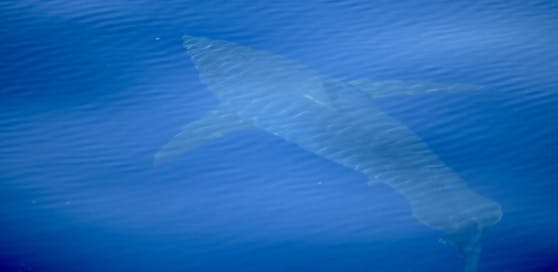 Seit 30 Jahren wurde kein weißer Hai in der Region fotografiert.