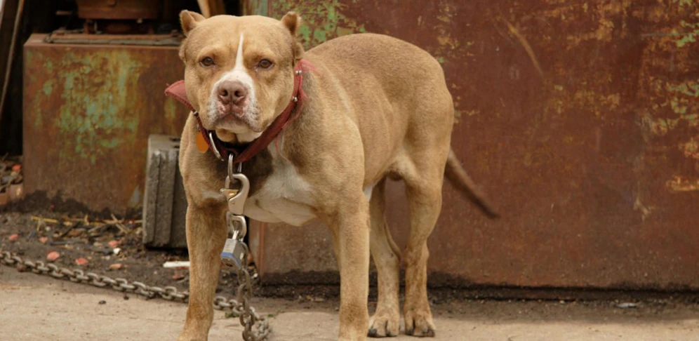 Der Mann hetzte einen Pitbull auf die Polizisten.