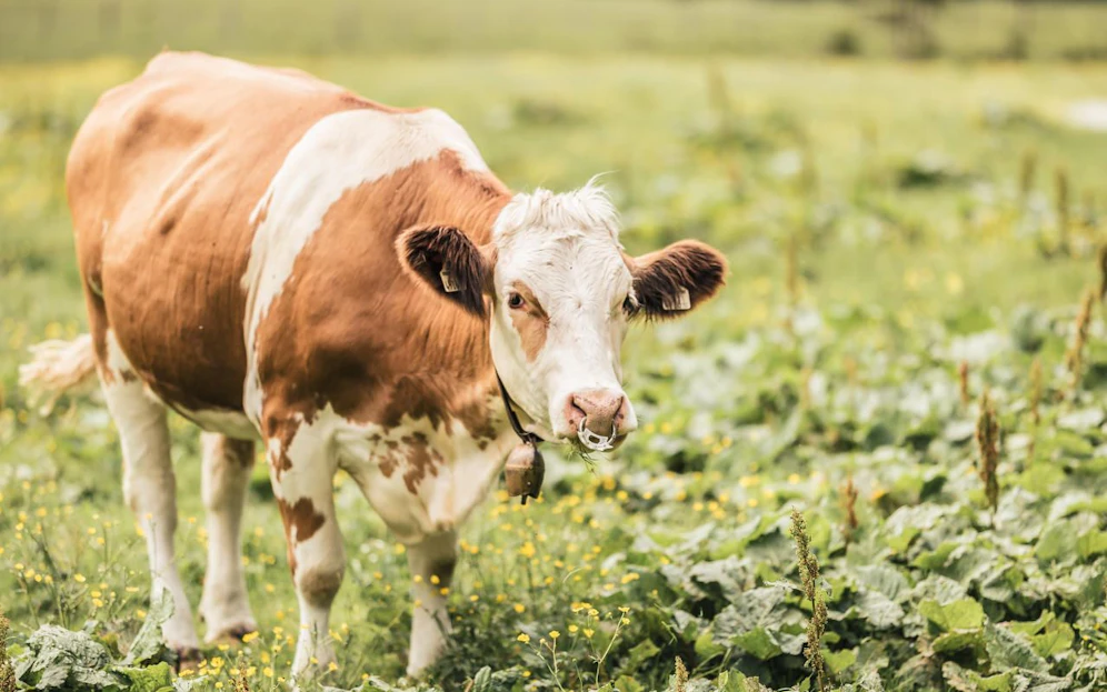 Die Kuh hat bereits vier Feuerwehrmänner verletzt.