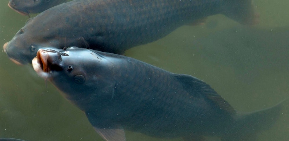 Karpfen (Symbolbild)