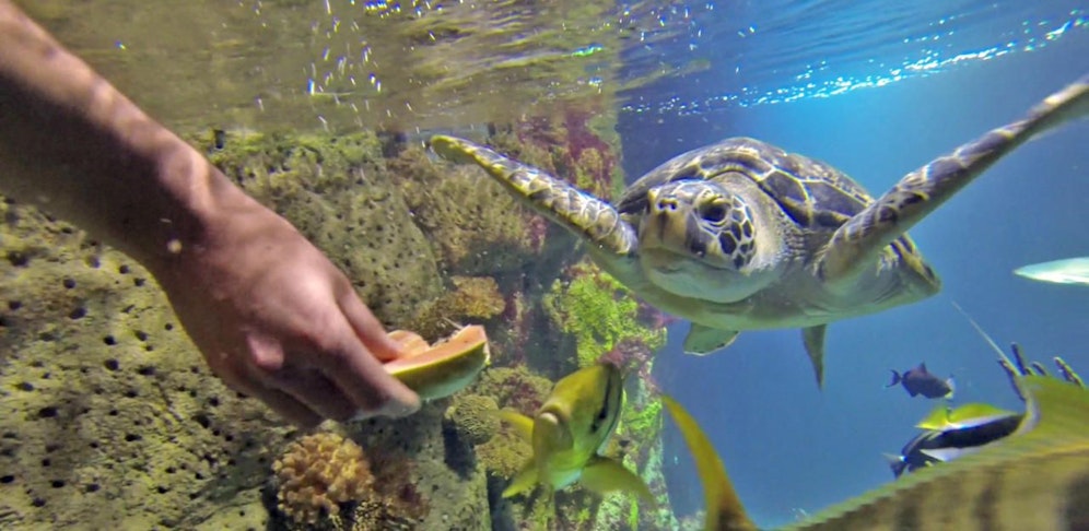Das Haus des Meeres lockt mit einer Jahreskartenaktion.