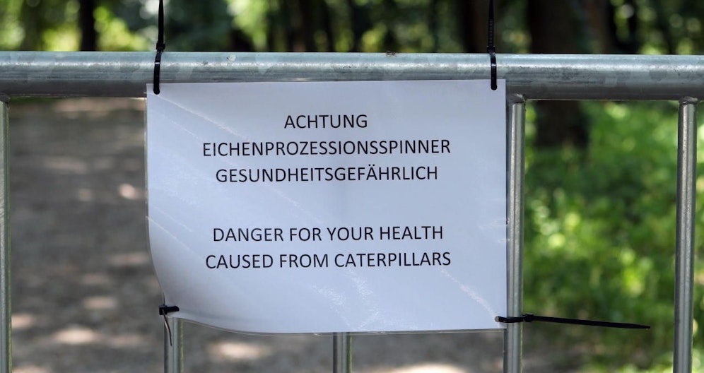 Die hochaktiven Raupen rufen einen unangenehmen Haut-Ausschlag hervor.