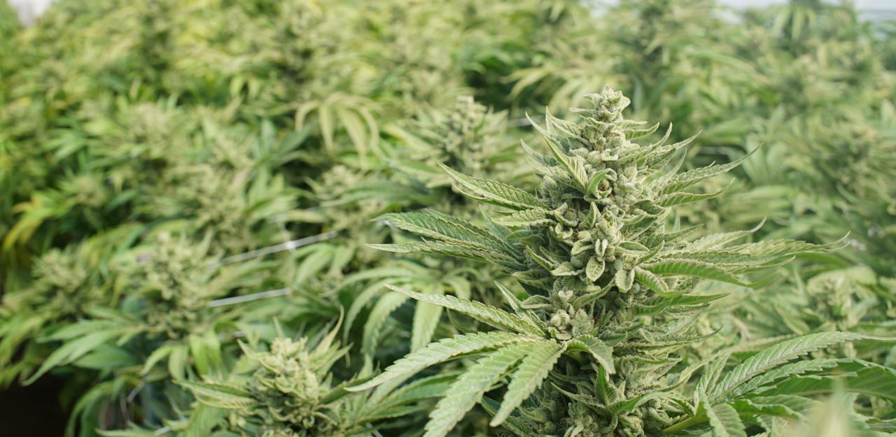 Heute.at - Wiener Marihuana-Großhändler aufgeflogen