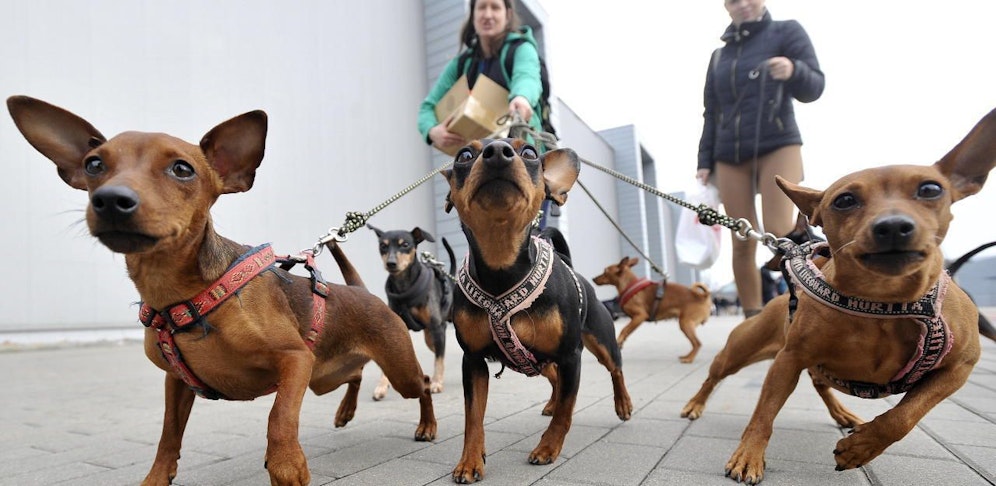 Im Bez. Braunau wurde ein Zwergpinscherweibchen vergiftet.