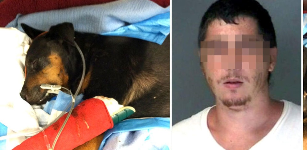 Steven E. steht jetzt wegen sexuellen Übergriffen auf Pferde vor Gericht. 