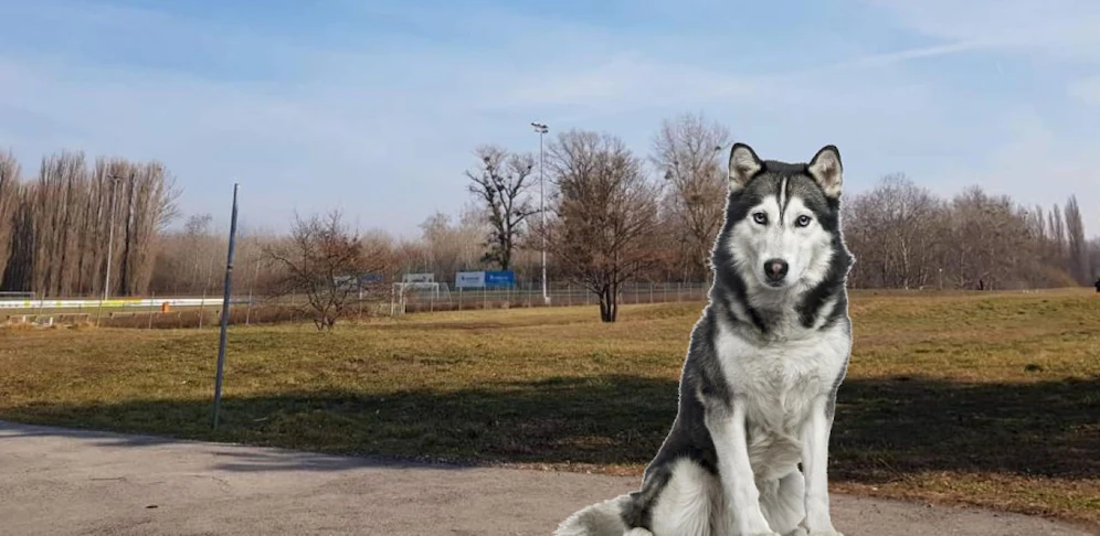 Beim Sportplatz jagte der Hund die Rehe.
