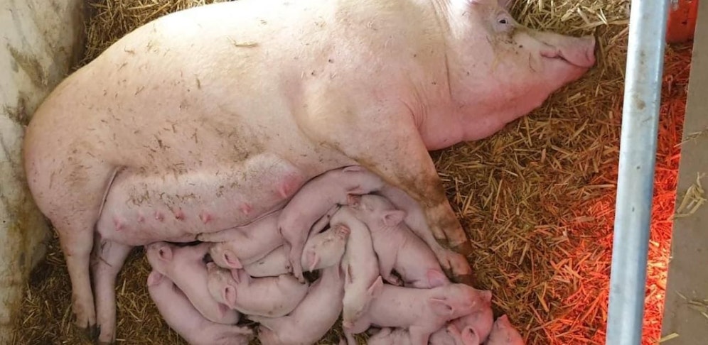 Die Mama mit ihren Ferkerln: Alle Tiere sind wohlauf.