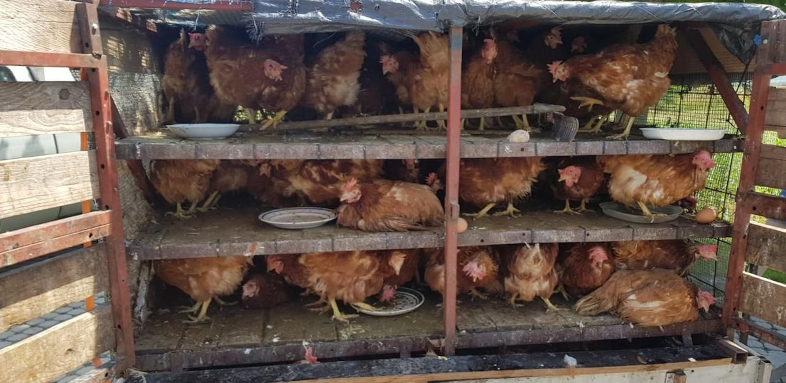Ohne Wasser nach Polen: 500 Hühner sterben in Lkw