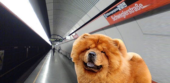 Unglaublich: Ein rostroter Kuschelhund, vermutlich ein Chow Chow, fuhr alleine zwei Stationen mit der U3 (Symbolbild/Montage).