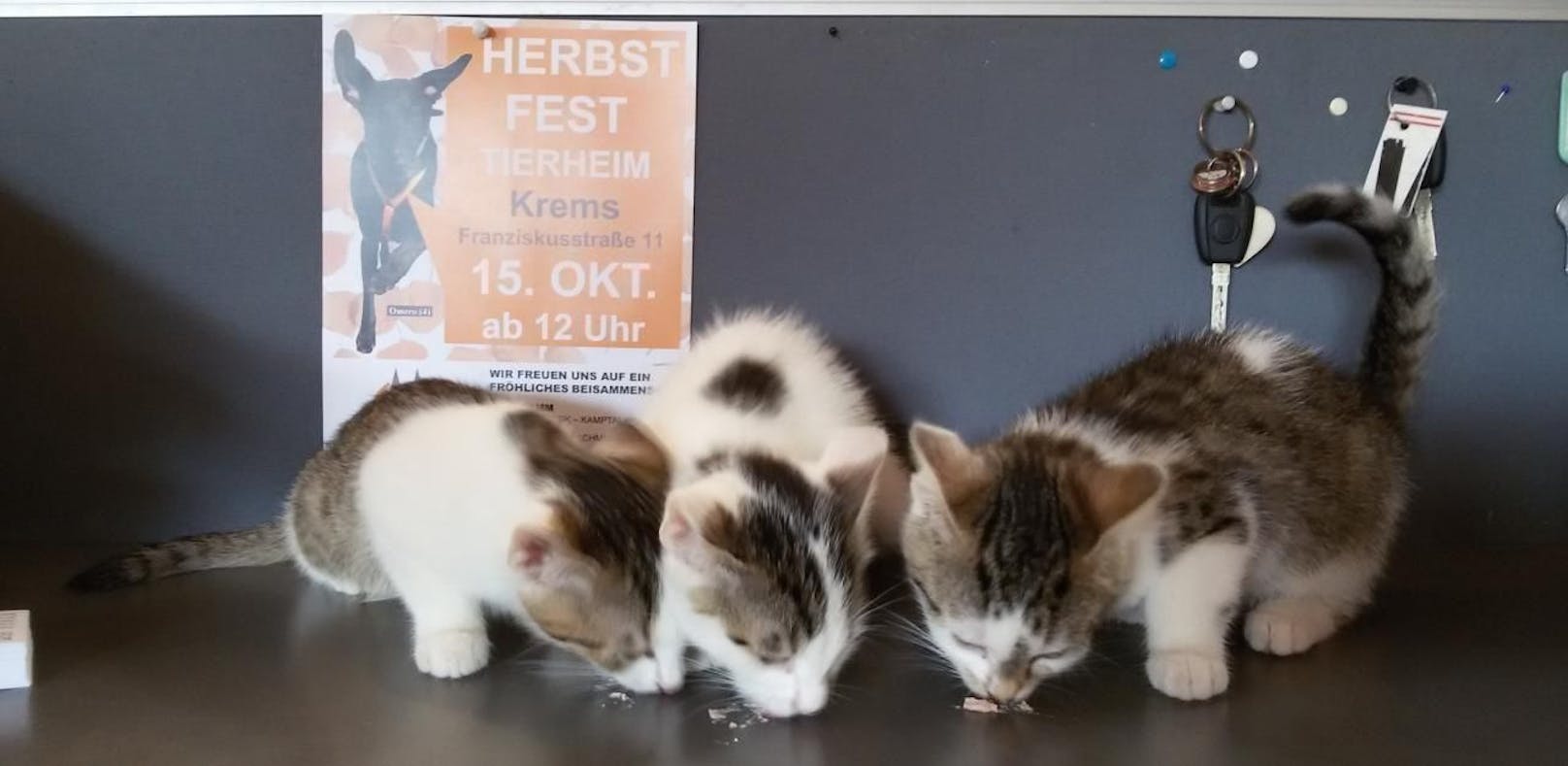 Die drei acht Wochen alten Kätzchen wurden neben der Donau ausgesetzt.