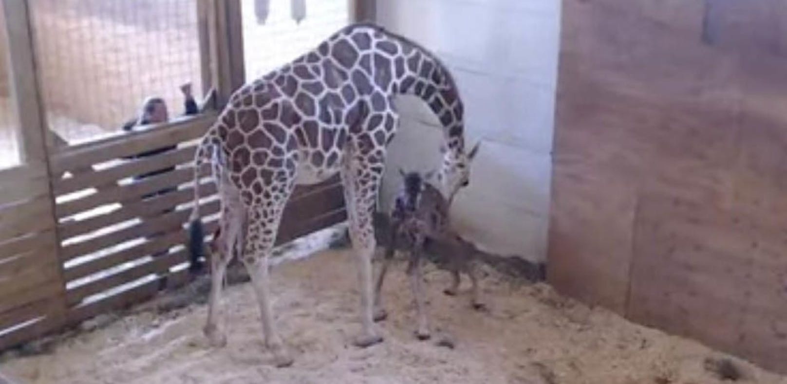 Geburt live im Internet: Giraffen-Baby ist da!