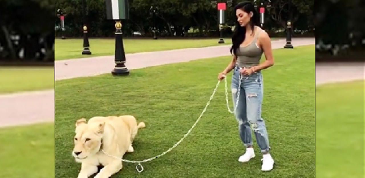 Heute.at - Peta empört: Scherzinger hält Löwen an der Leine