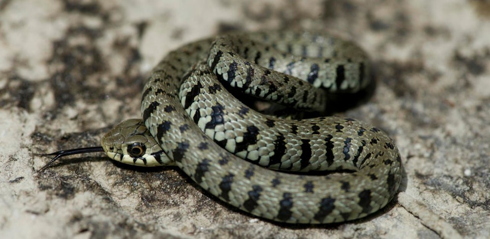 Symbolfoto einer Ringelnatter.