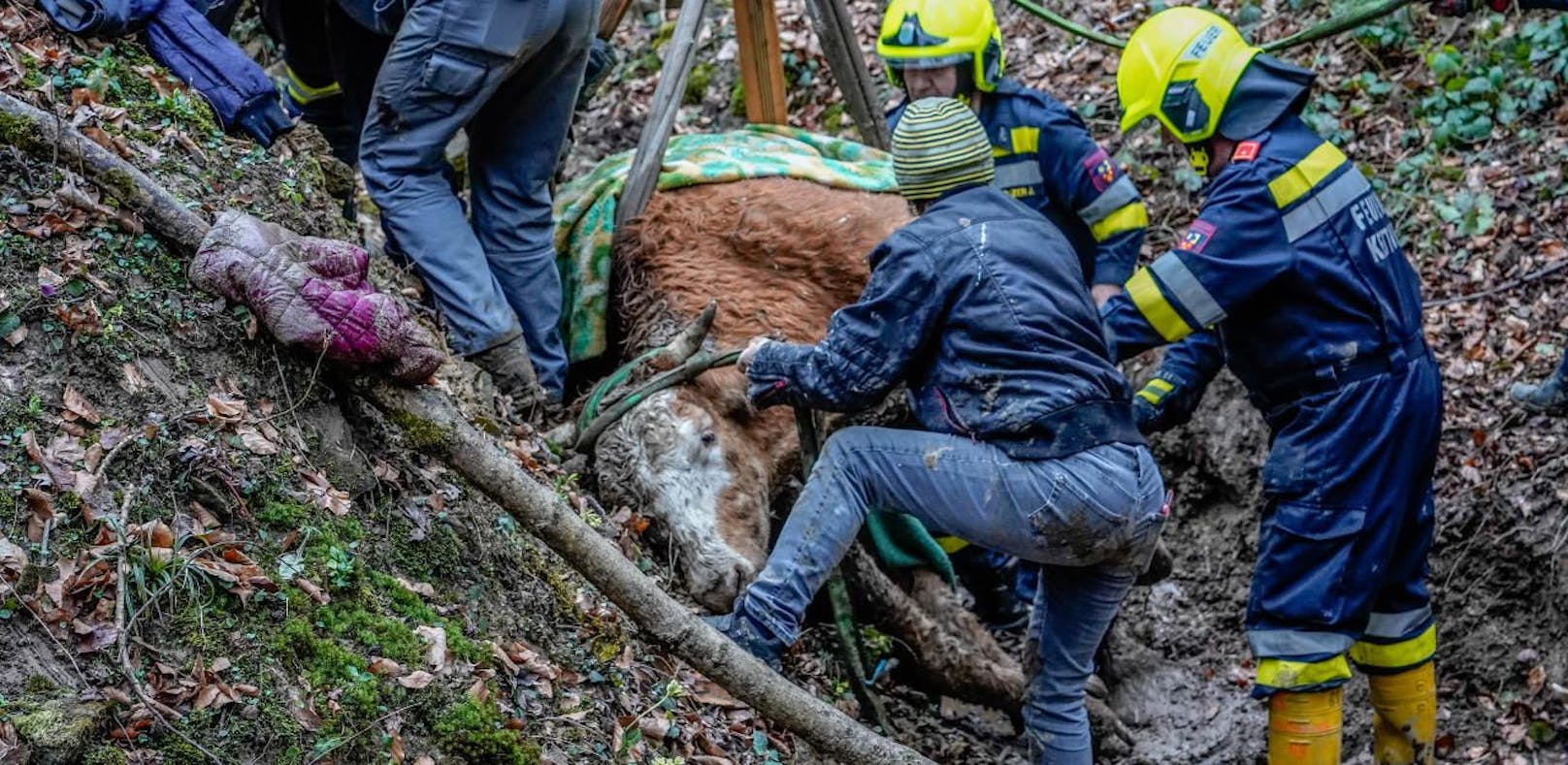 Kuh stürzte in Graben – schwierige Rettungsaktion