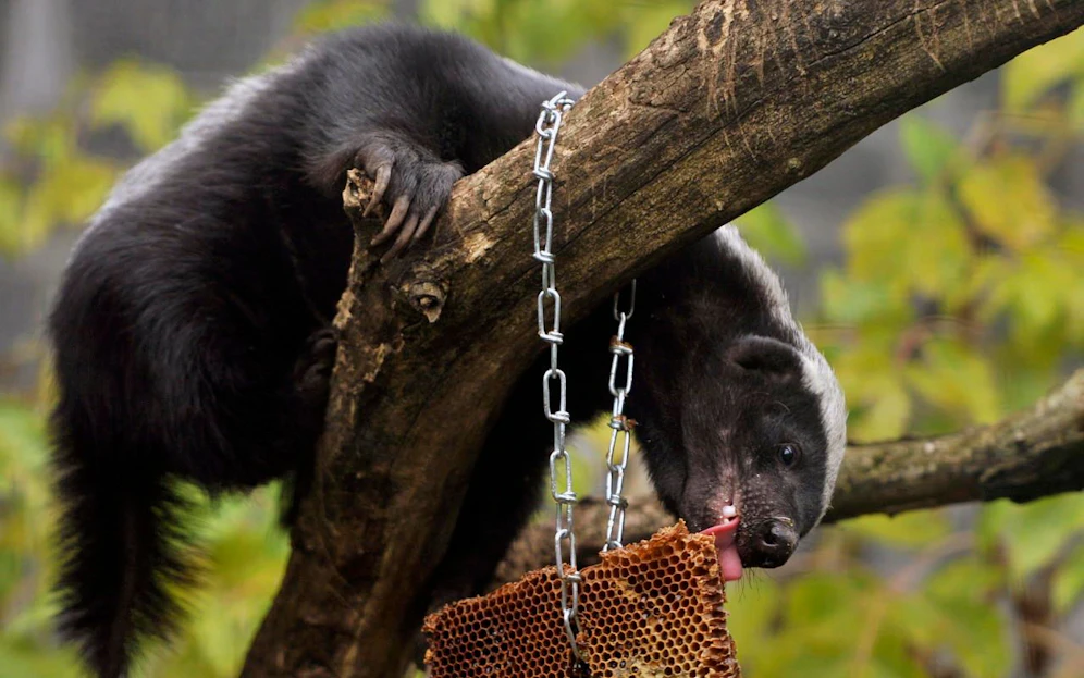 Honig lockt einen Dach an? Die schottischen Behörden hatten da weniger Erfolg. "Ihr" Tier terrorisiert eine alte Burg!