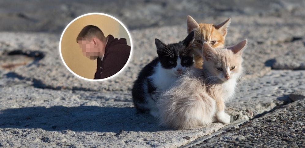 Die Kätzchen wurden einfach ihrem Schicksal überlassen.