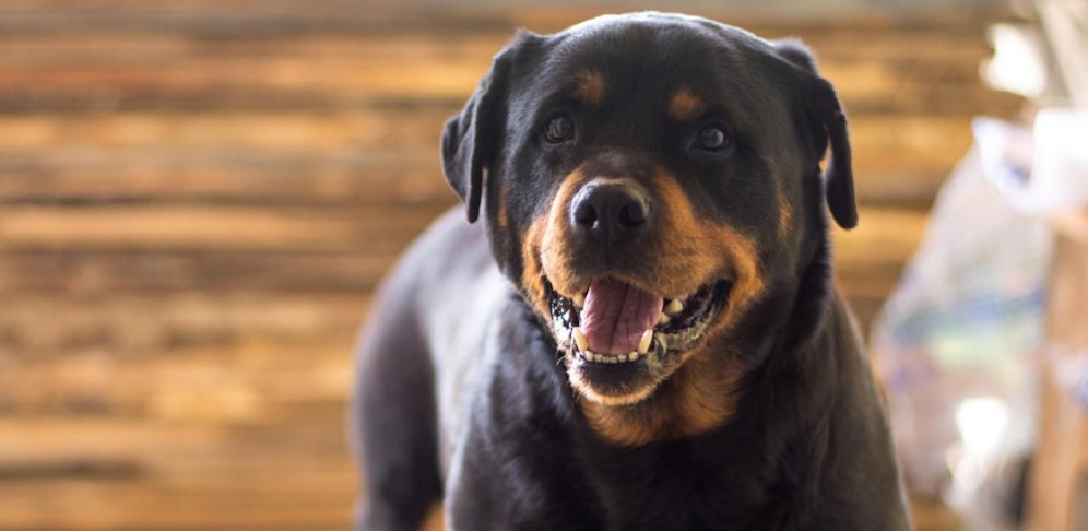 Der Rottweiler biss das Mädchen in Arm, Brust und Oberschenkel (Symbolbild).