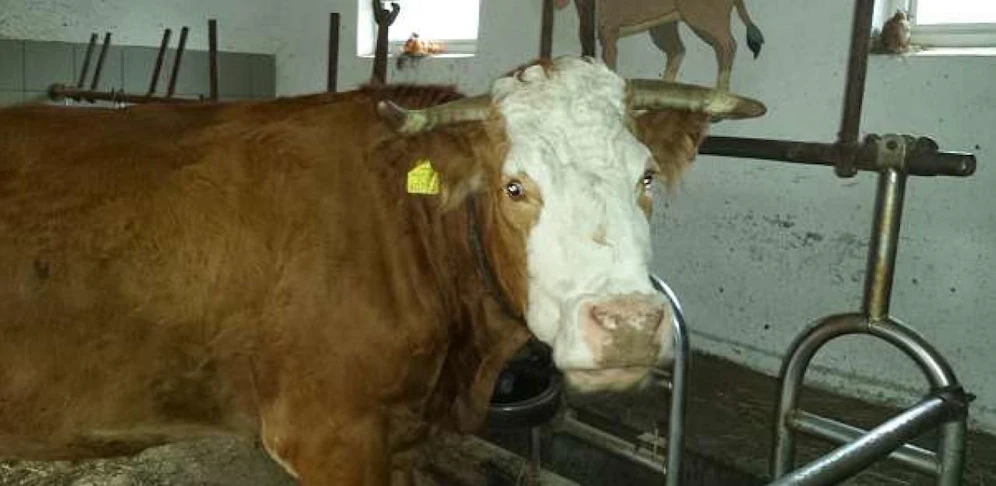 "Moni" sucht ein Zuhause.